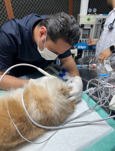 کلینیک دامپزشکی دکتر سینا صلواتی 3