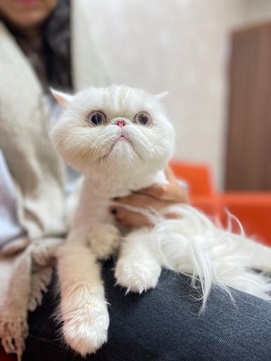 کلینیک دامپزشکی دکتر سینا صلواتی 1