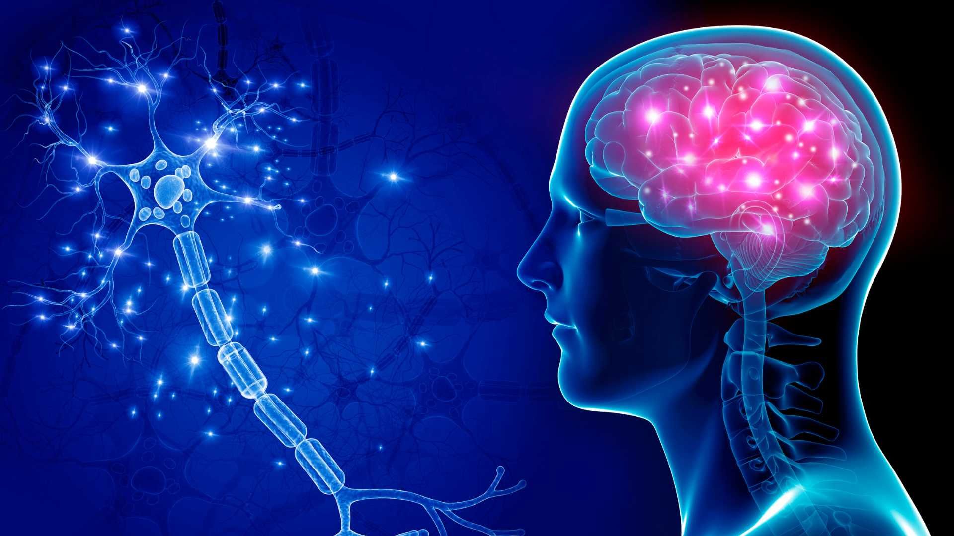 نقشه مغزی